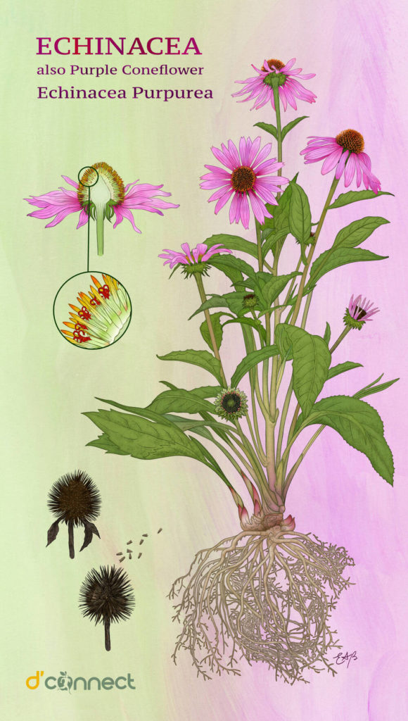 Echinacea (E. angustifolia; E. purpurea; E. pallida)