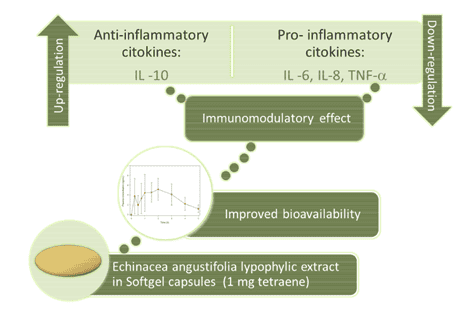 Echinacea and anti-inflammatory effects