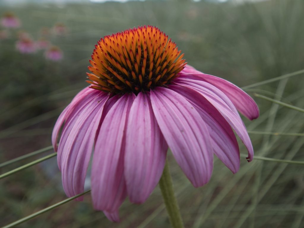 Echinacea flower.