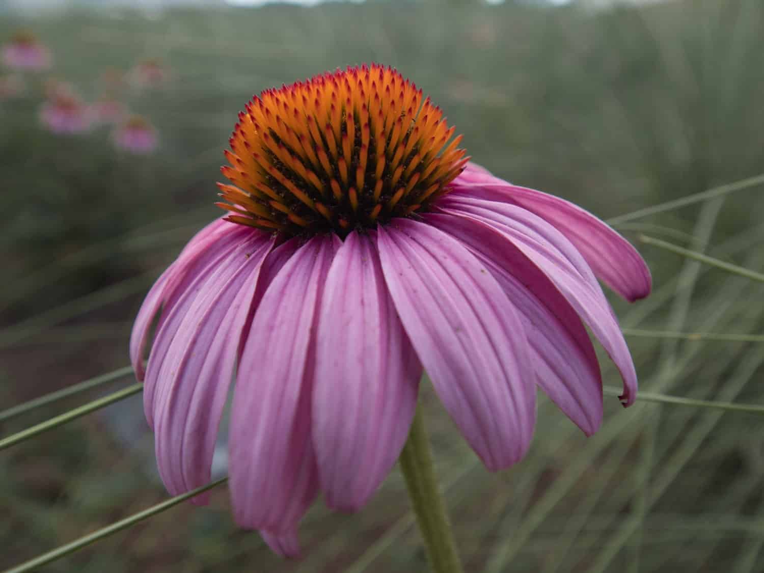 Imge of post Echinacea (E. angustifolia; E. purpurea; E. pallida)