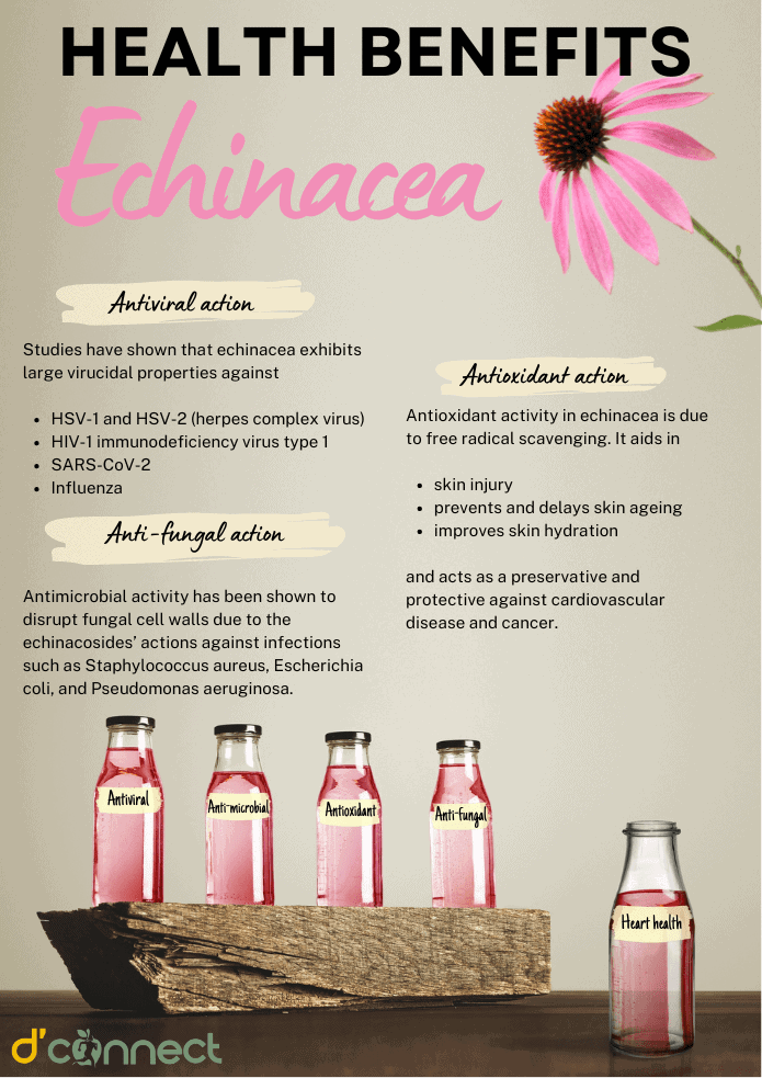 Echinacea health benefits