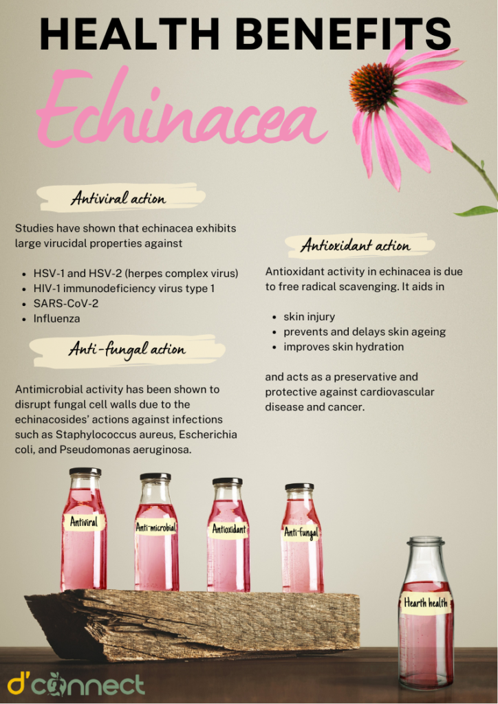 Health Benefits Echinacea