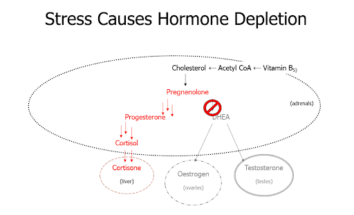 Stress and hormones