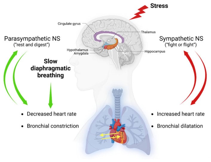 Effects of slow-diaphragmatic breathwork practices on the nervous system