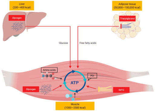 Major fuel sources supporting endurance type exercise