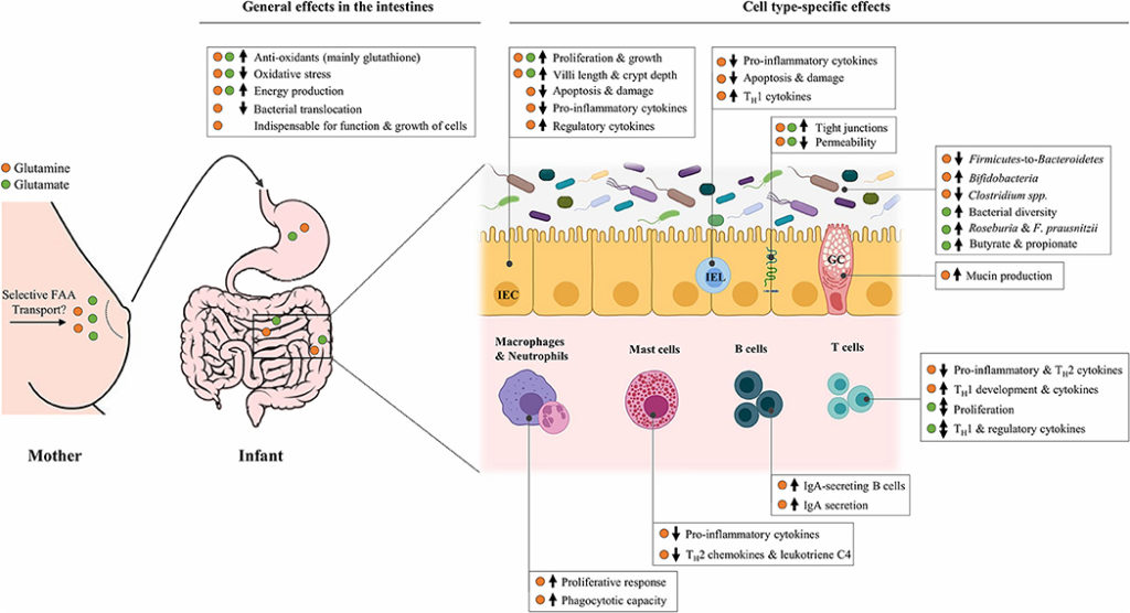 Potential effects of free glutamine and glutamate