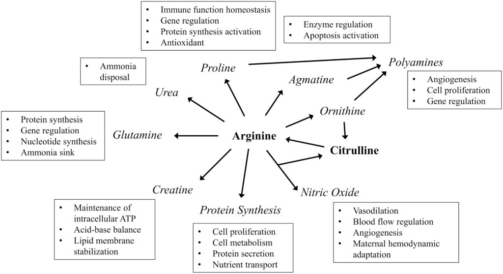 Roles of arginine and associated molecules in placental function