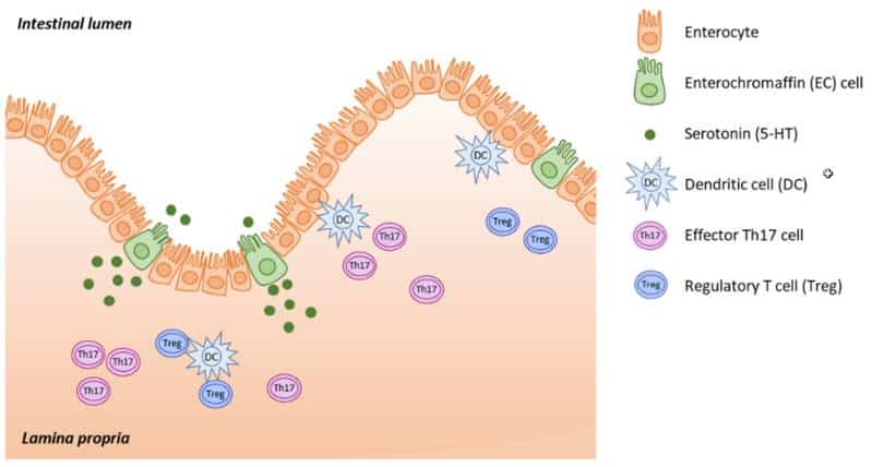 Serotonin Synthesis