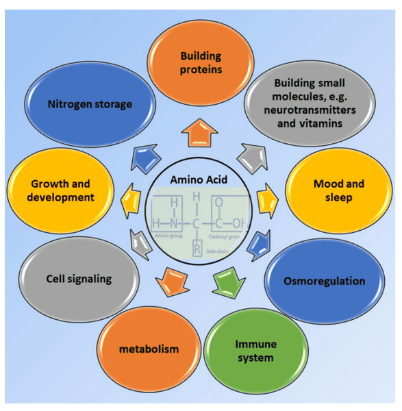 Some crucial roles of amino acids affecting our body functions