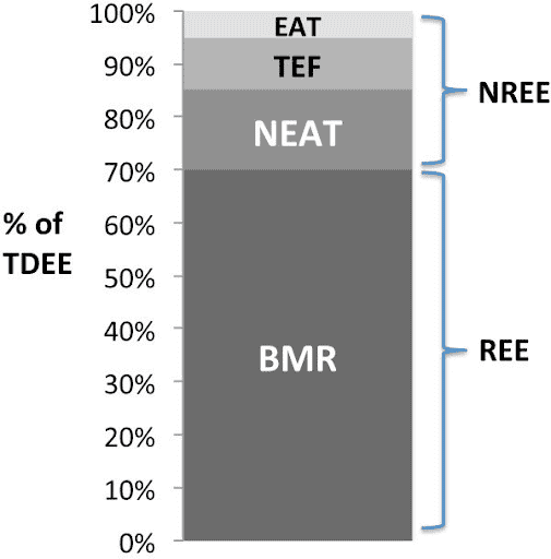 Metabolic adaptation to weight loss