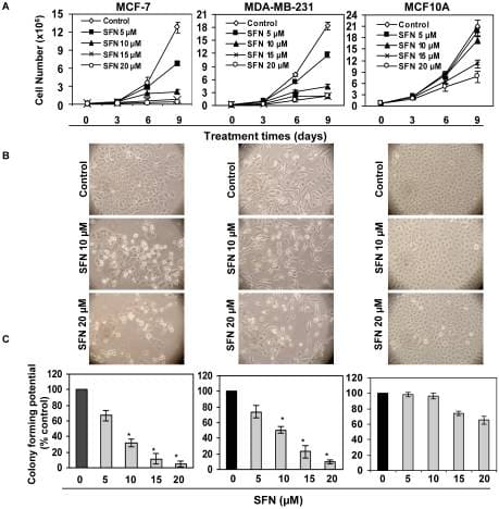 Sulforaphane Inhibits proliferation potential of the human breast cancer