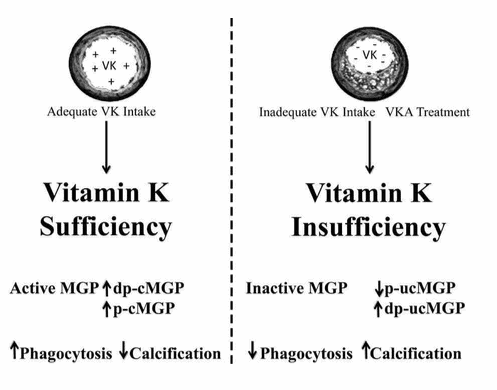 Vitamin K and vascular calcification