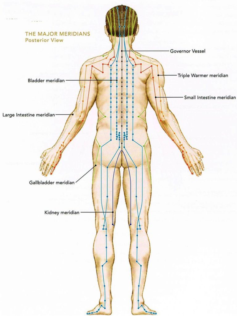 Acupuncture meridans back