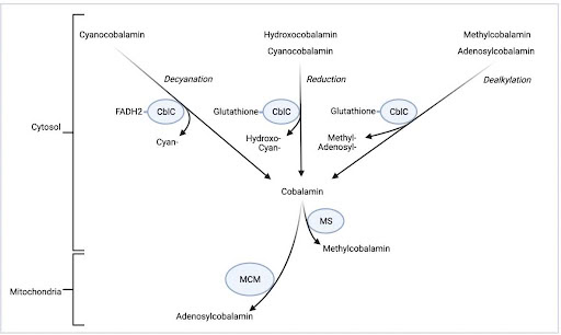 All forms of Vitamin B12