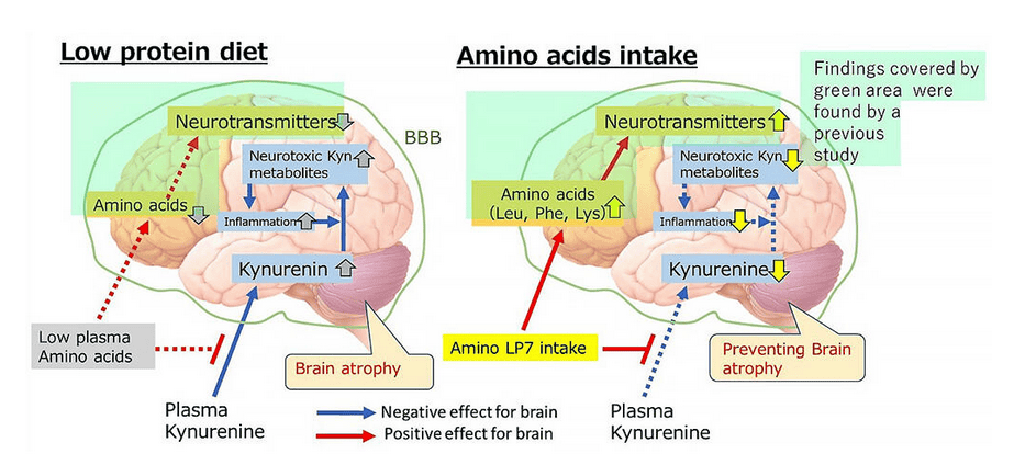 Brain health and low protein diet