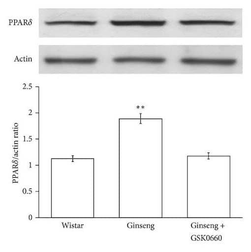 Effect of ginseng in rat heart health A