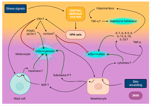 Interplay of central nervous system (CNS) and skin