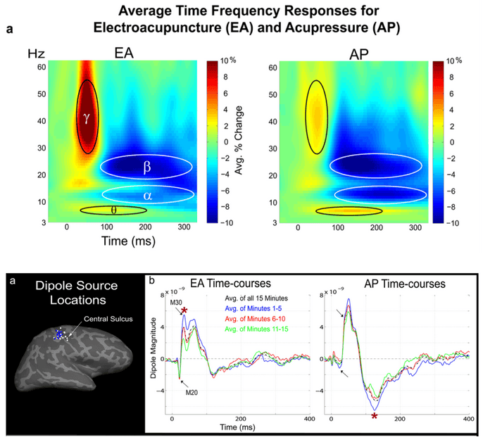 Responses to Electroacupuncture (EA) and Acupressure (AP)
