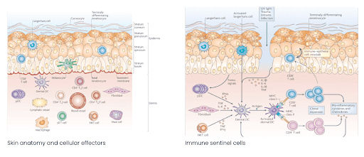 Skin anatomy and immune cells