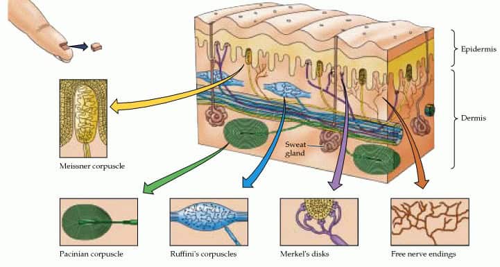 Skin mechanoreceptors