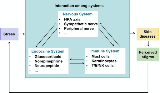 The vicious cycle between psychological stress and skin diseases.