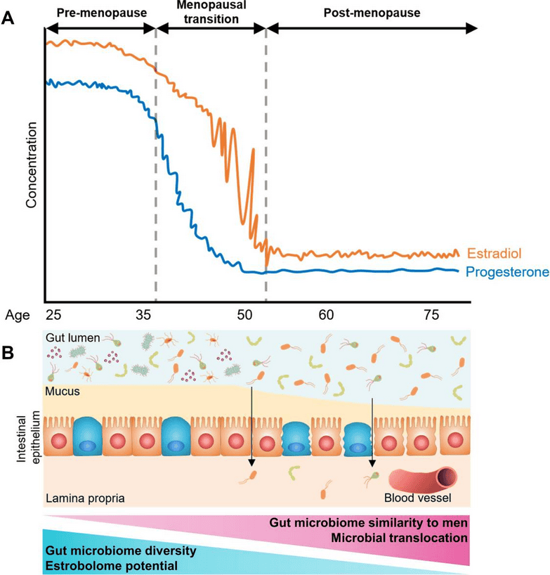 Gut health and menopause
