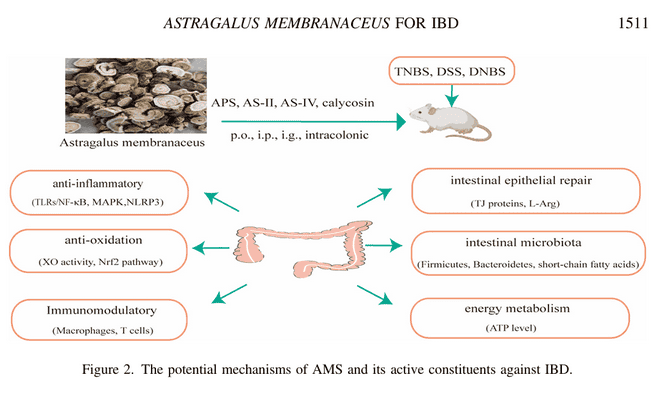 Astragalus and IBD
