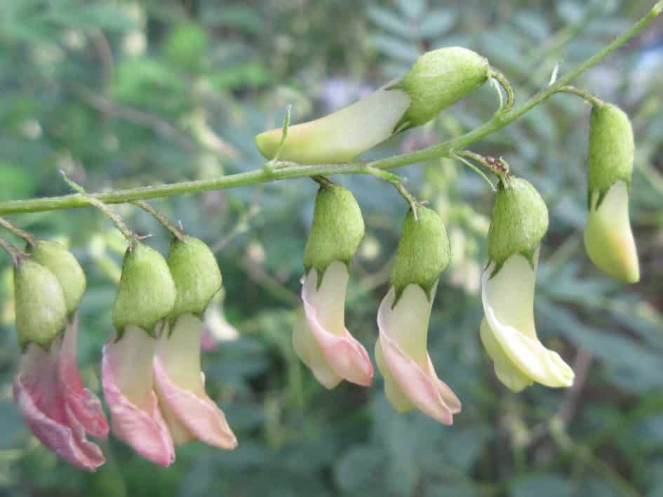Astragalus membranaceus flowers (Mongolian milkvetch)