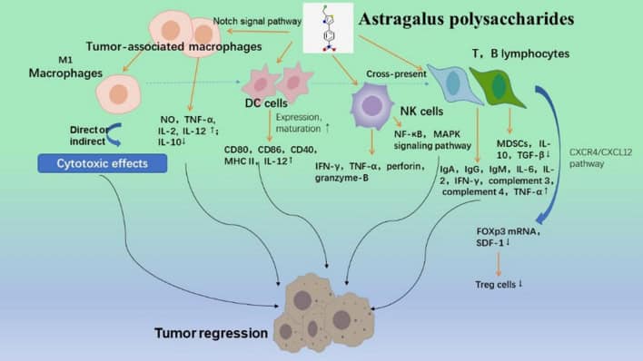 Astragalus polysaccharides acting on immune microenvironment