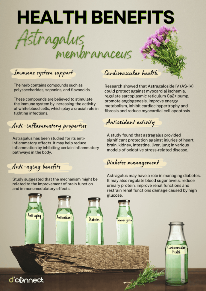 Health benefits Astragalus membranaceus (Mongolian milkvetch)(2)