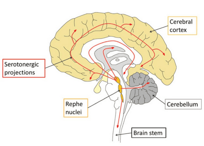 Serotonergic projections in the cerebral cortex