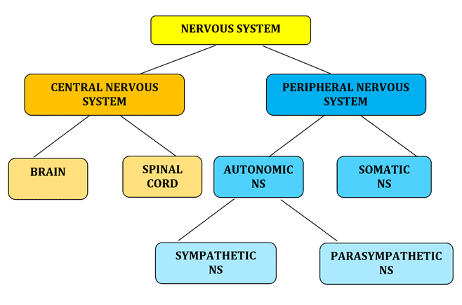 The subdivisions of the human nervous system