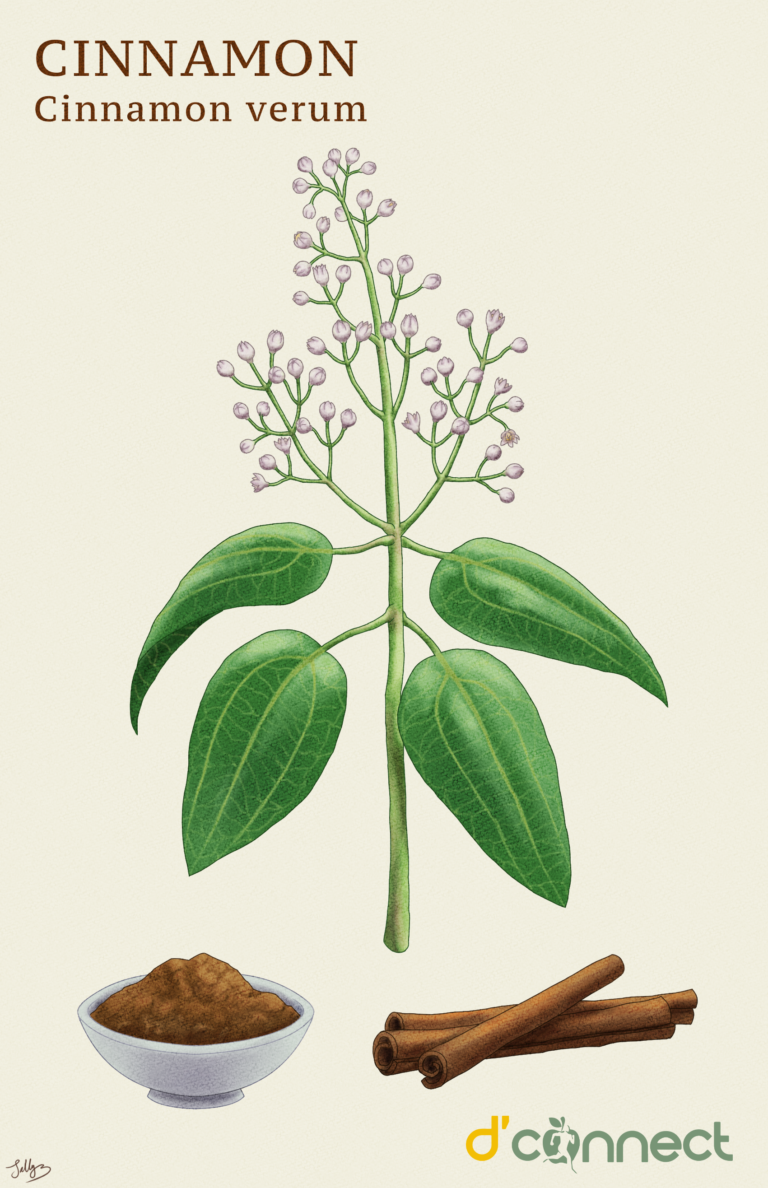 Cinnamon