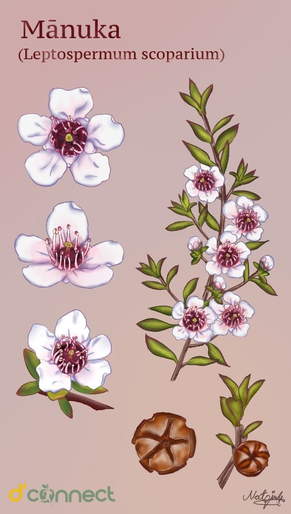 Manuka (Leptospermum scoparium) illustration