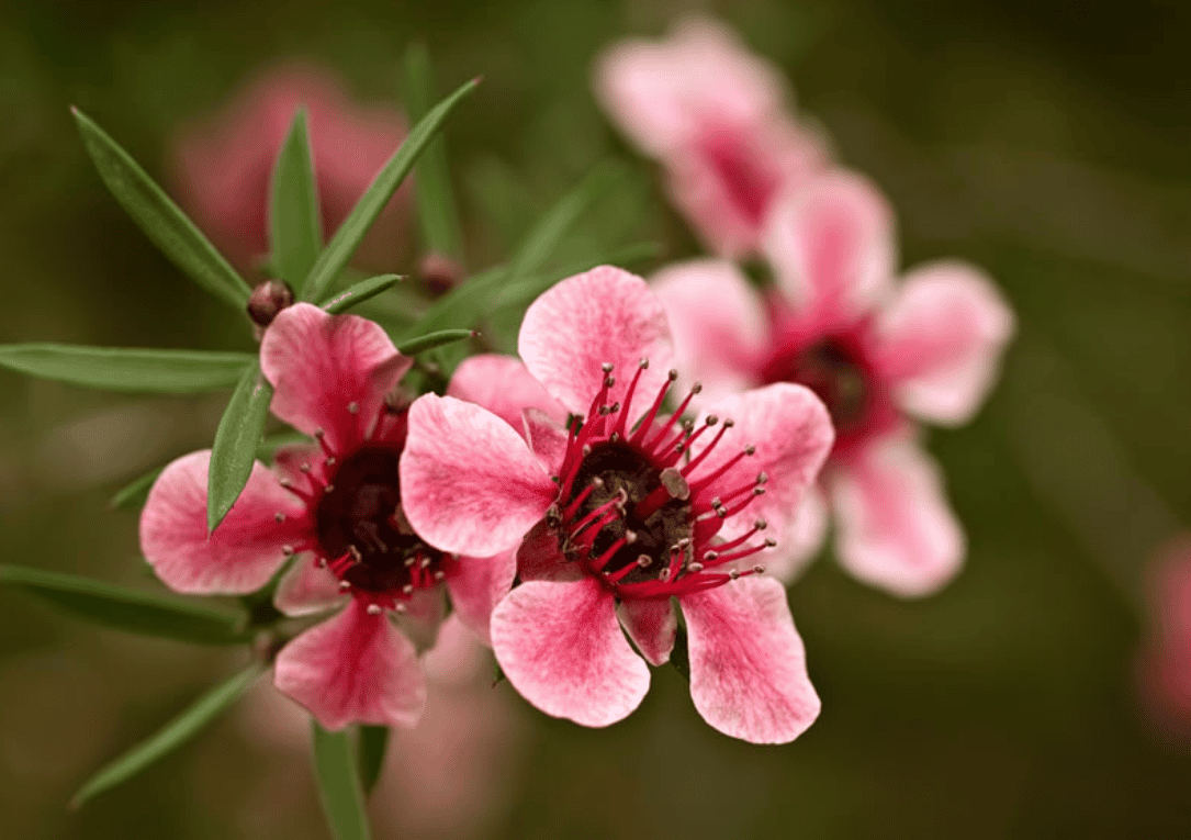 Imge of post Mānuka (Leptospermum scoparium)