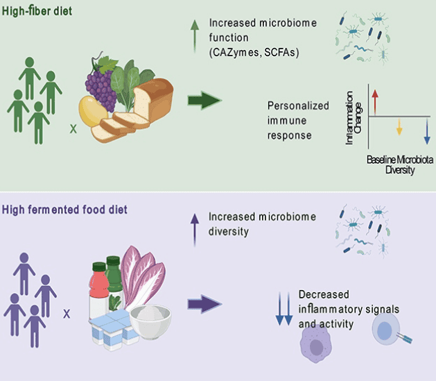 Fermented foods and gut health